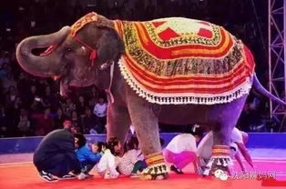 震惊！沈阳大马戏门票居然能这么便宜？！2026年运势大揭秘