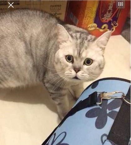 鼠年夜的怪事