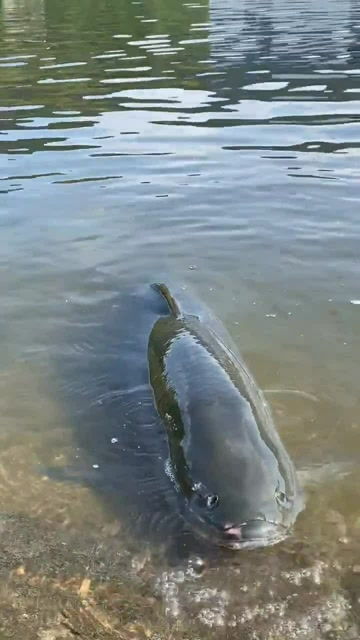 梦见钓到大鱼却又被吃了这究竟是什么预兆呢？