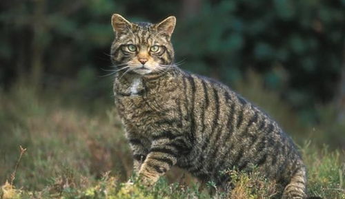 一、 前言：猫咪与人类情感的碰撞