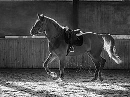 梦境解析：化为驴子的象征意义