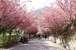 春意盎然平坝樱花盛宴即将开启
