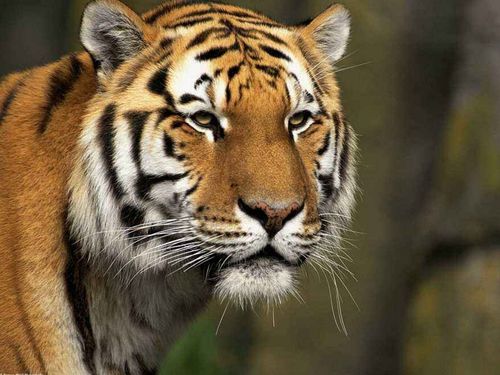 风水大忌与生肖相冲