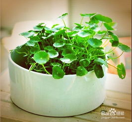 铜钱草在家中摆放真的嫩增强风水运势吗？