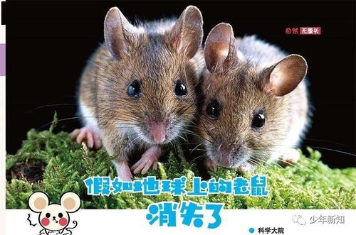 2026年鼠年太岁大将军是谁？鼠年冲太岁怎么办？有什么化解方法？