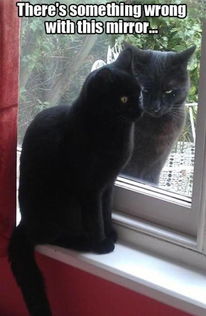 虎啸山林——星座与镜子的奇妙交叉