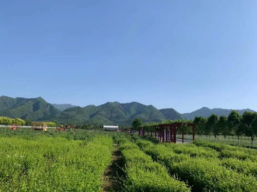 阿里山， 一个让人流连忘返的地方