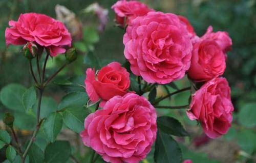 家里养月季的忌讳,家里养月季的忌讳