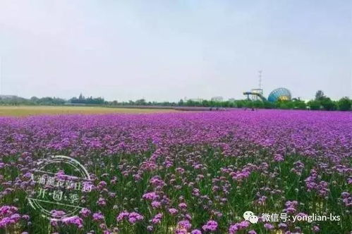 公园里的灾难现场：2026年黄历警告下的末日狂欢