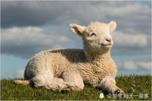 2026年属羊人的暗中贵人是谁？