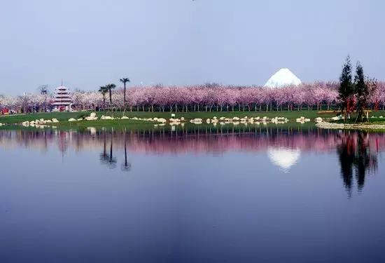 1. 青白江凤凰湖：樱花盛开 ，浪漫无比 ★★★★★