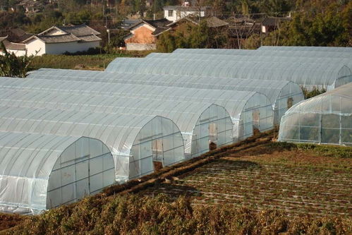 农村大棚改造风水讲究,农村大棚改造风水讲究什么