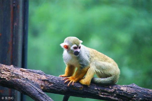 1. 本命年——猴年（2028）