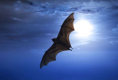 三、风水布局：怎么让蝙蝠“不请自来”？（随手写版）