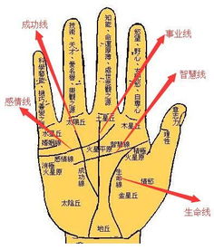 手相中几道线代表什么，手相共有多少道线？