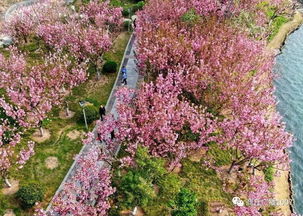 商丘日月湖绣线菊海，新晋打卡胜地，爆款旅游新宠