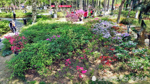 武汉青山公园：杜鹃花的噩梦