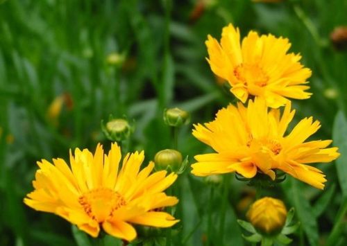 明日黄花代表什么生肖？一言九鼎打一个生肖是什么生肖？