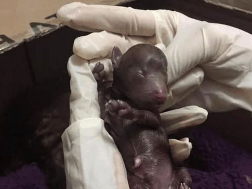 属鼠、 属猪：夜半惊魂的受害者