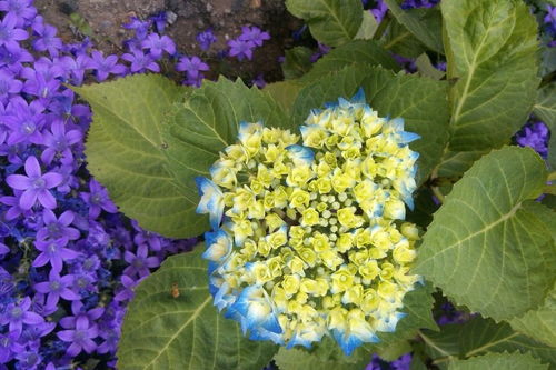 白羊座：燃烧的小辣椒