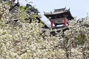 赵县梨花节打卡攻略来啦!