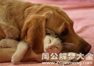 怀孕梦见狗咬自己是什么预兆，梦见猫咬自己有什么含义？