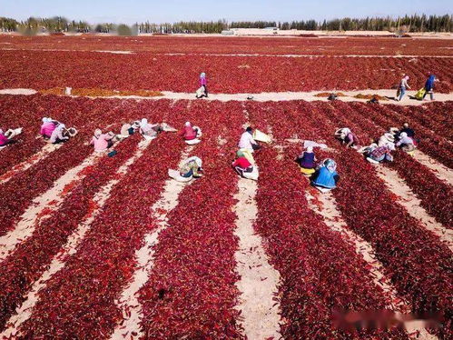 3. 城市绿化与微气候调节——让树木成为天然过滤器！