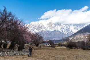 探寻林芝：七月里的桃花幻觉与绿色的海