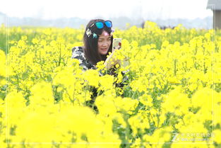 兴化千垛景区油菜花简介——像一幅被风吹拂的画卷啊！