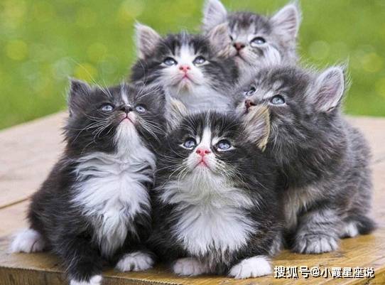生肖里的猫与钱币的“时空碰撞”