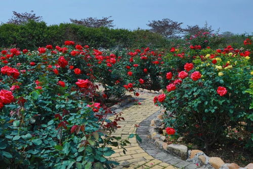 从化玫瑰园：一场令人作呕的鲜花骗局