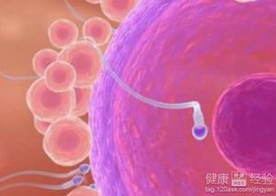 未成熟的卵子能否引起怀孕发生？——一场关于命运与生理状况的奇怪探讨