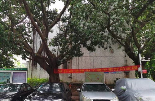 一个惯与泡菜的故事