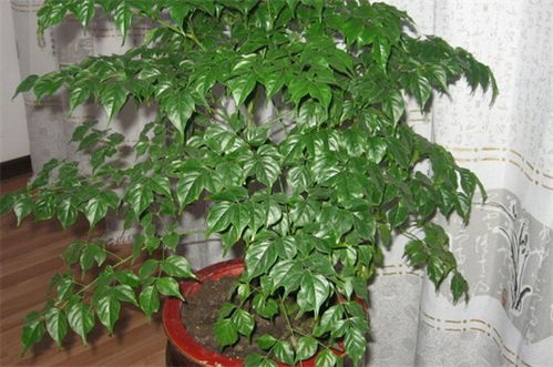 天啊！这些植物竟然能让家里变成聚宝盆？