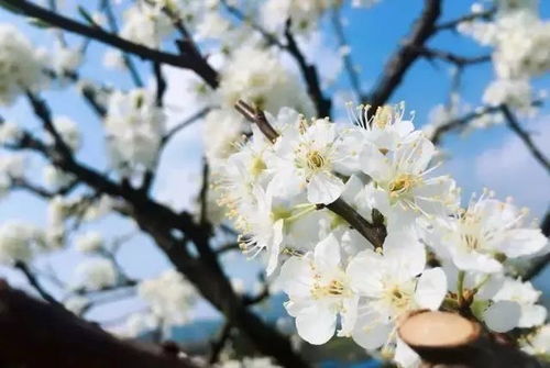 二、  福州国森林公园——桃花盛开，浪漫满园，人比花娇