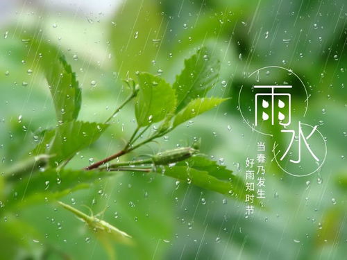 感受细雨中的诗意