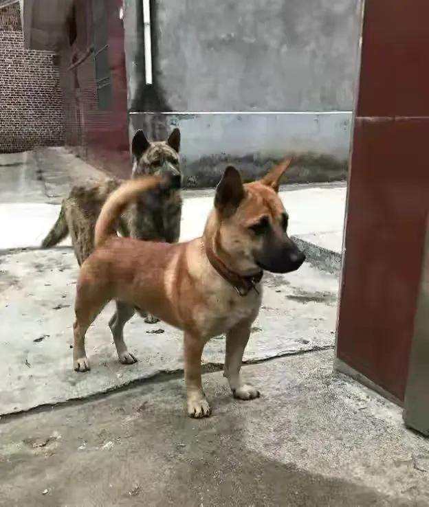 第一章：生肖狗的忠诚与反叛