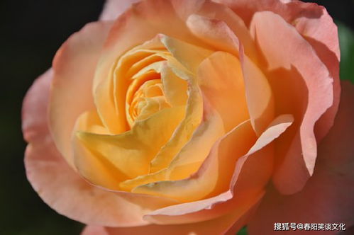 个人感悟：名字像一面镜子