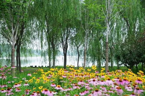 柳绿花红中的柳绿花红分别代表哪个生肖，花红柳绿与12生肖有何关联？