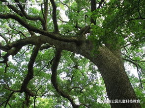 门口旁边种树好不好,门口旁边栽什么树好