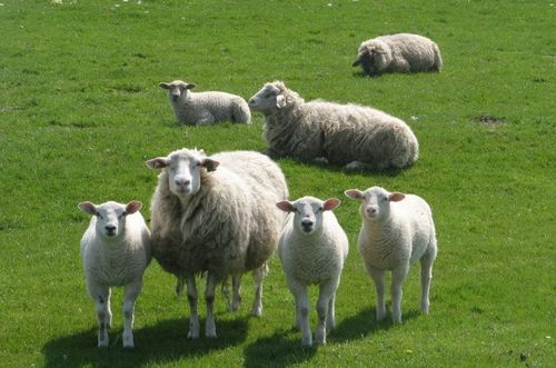 2026年属羊运势如何，那一年会出大事吗？