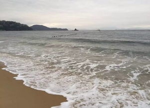 味蕾上的盛宴：北海岛牡蛎的不同风味