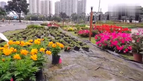 第六天：南宁绿城，感受首府的繁华