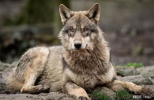 第一章：母狼守护与生肖的玄机