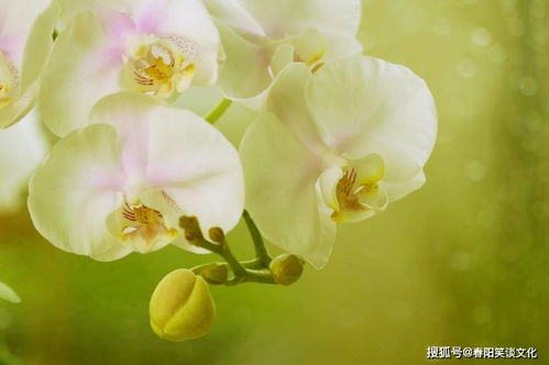 始终如一的生肖是什么难道不是某个特定的生肖吗？