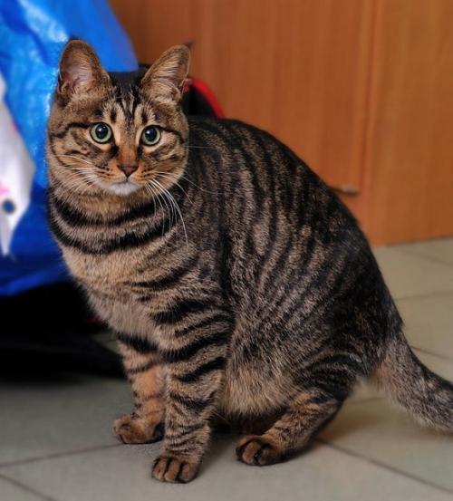 第二章：从猫咪外貌看名字的暗流涌动