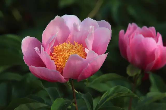 那些叫不出名字的花花草草