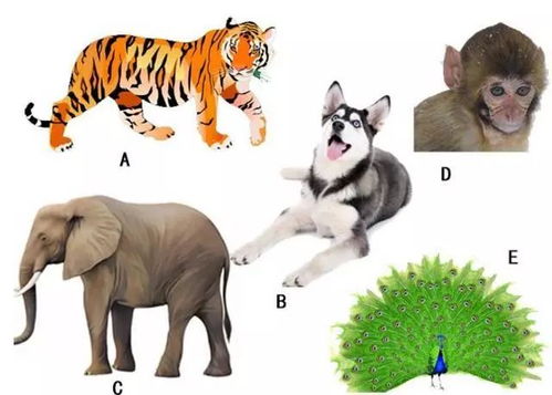 迫不得以打一生肖动物是哪一种生肖？