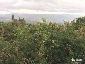 风水中代表山有哪些,风水山上有什么植物可yi养