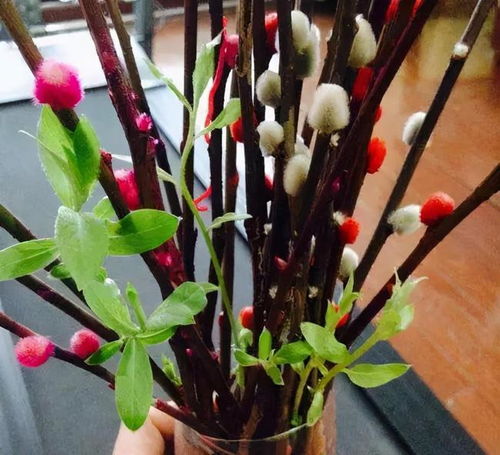 家里摆银柳好不好,家里放干银柳风水好吗